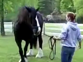 ویدئو :  ده نژاد برتر گرانترین اسب های دنیا