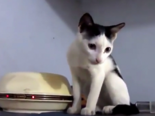 ویدئو :   گردهمایی خنده دار گربه ها و بچه گربه ها