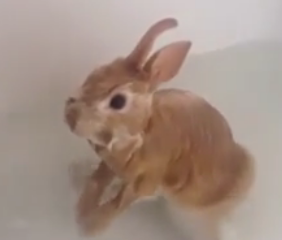 ویدئو :   خرگوش های بامزه