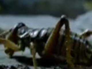 ویدئو :  حشراتی که می میرند و زنده می شوند