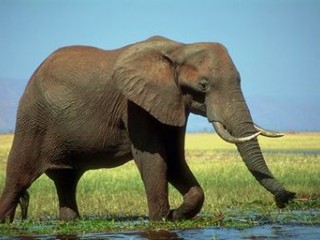 ویدئو :  سرقت فیل گرسنه از کامیون