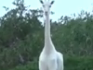 ویدئو :   کشف زرافه سفید در کنیا