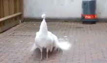 ویدئو :   طاووسی با زیبایی خیره کننده