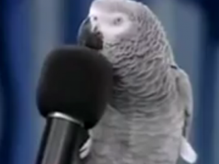 ویدئو :  طوطی سخنگوی جالب