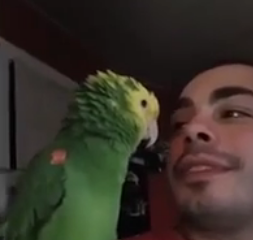 ویدئو :   بامزه ترین پرنده های دنیا