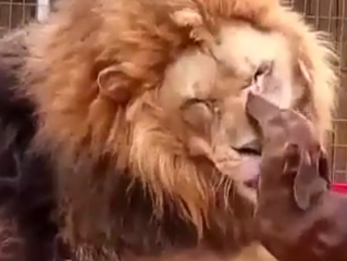 ویدئو :  دوستی حیواناتی که به طور طبیعی با هم دشمن هستند