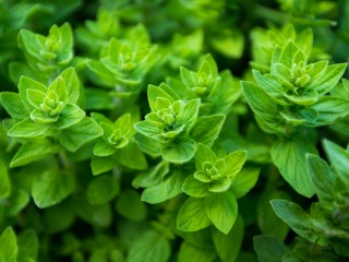 روغن پونه کوهی چه فوایدی دارد؟