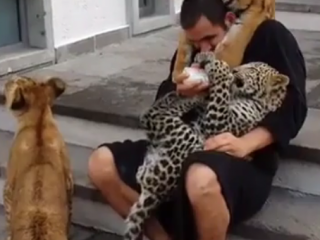 ویدئو :   دوستی عجیب بین انسان و توله ببرها!