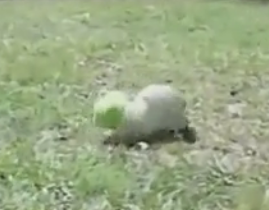 ویدئو :  این اتفاقات خنده دار را از دست ندهید