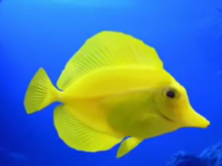 ویدئو  :   زیباترین و عجیب ترین ماهی های دنیا