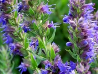 ویدئو :   با این ۱۰ گیاه ریه خود را تمیز کنید!