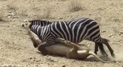 ویدئو :   فرار گورخر از چنگال شیر