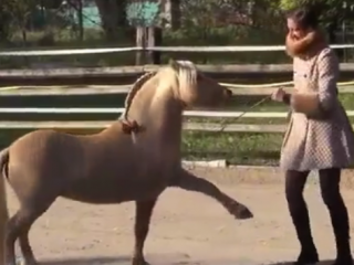 ویدئو :  حرکات نمایشی بی نظیر اسب ها