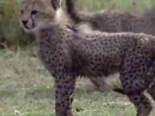 ویدئو :   صحنه حیرت انگیز شکار یوزپلنگ توسط عقاب غول پیکر