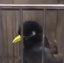 ویدئو :   مرغ مینای نمازخون