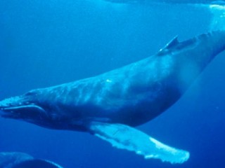 ویدئو :  نهنگ آبی به ایران رسید