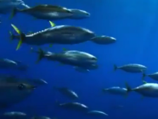 ویدئو :  شگفتی های سیاره آبی