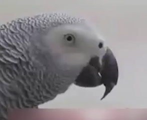 ویدئو :   طوطی شگفت انگیزی که قرآن می خواند