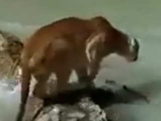 ویدئو :   حس مادرانه حتما ببینید..