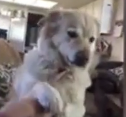 ویدئو :   فرزندسالاری دیده اید؛حالا سگ سالاری را ببینید