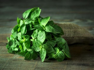 گیاهان تلخ باعث مقاوم سازی بدن می شوند