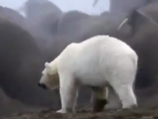 ویدئو :  جنگ و نبرد دیدنی و عجیب بین خرس قطبی و فک ها