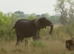ویدئو :   حمله فیل ماده به گله شیرها برای حفظ جان بچه اش