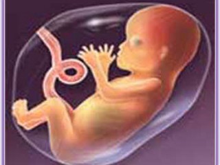 ویدئو :   علم جنین شناسی ، معجزه قرآن کریم