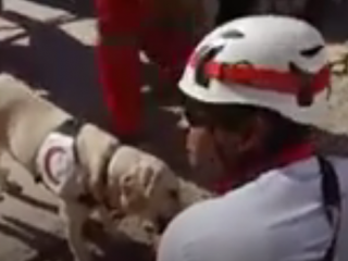 ویدئو :   تلاش سگهای هلال احمر برای نجات افراد از زیر آوار زلزله