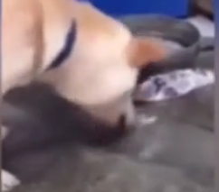 ویدئو:  تلاش حیوانات برای نجات جان همدیگر