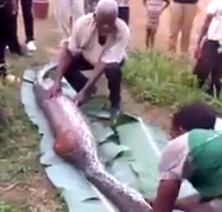 ویدئو :  ببینید مار چی خورده ؟