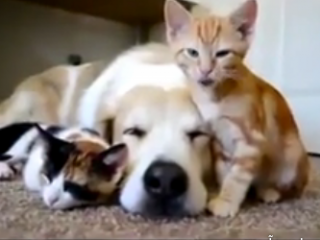 ویدئو :  گاهی حیوانات به ما می آموزند....