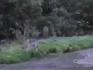 ویدئو :   لحظاتی باورنکردنی از شکار ماهی توسط یک گرگ