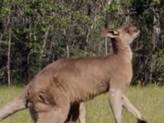 ویدئو :  مبارزه بوکس کانگوروها