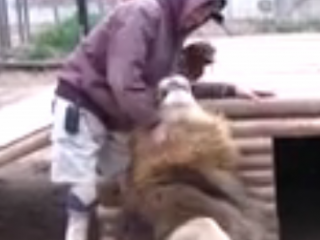 ویدئو :  سلطان جنگل و بهترین دوستان او