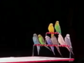 ویدئو :    شگفتی های مرغ عشق