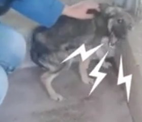 ویدئو :   سگ گریه می کند هر بار که او را لمس می کنند