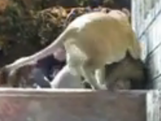 ویدئو :   حمله حیوانات به انسان