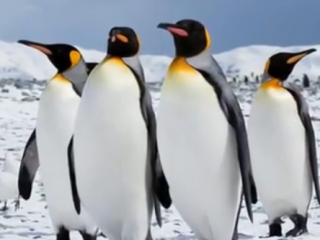 ویدئو :  ۱۰+۴ نکته شگفت انگیز درباره پنگوئن ها