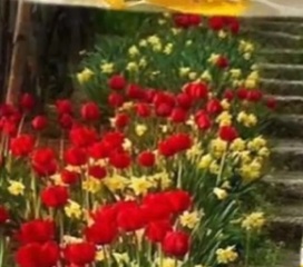 ویدئو :   یلدا