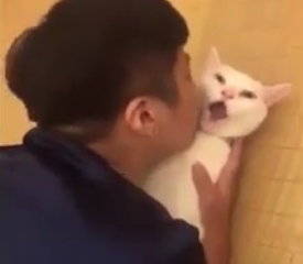 ویدئو :   عکس العمل بامزه گربه ها هنگام بوسیده شدن