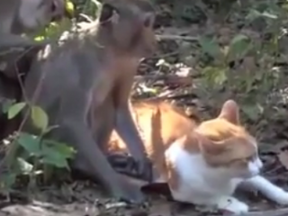 ویدئو :   دوستی خنده دار میمونها و گربه ها