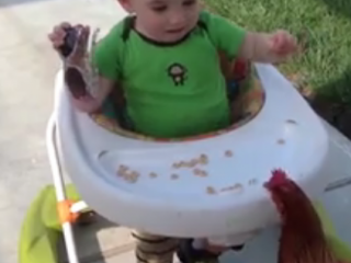 ویدئو :   چالش بچه ها و مرغ و خروسها