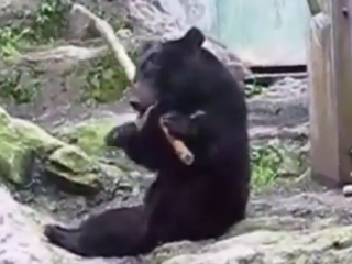 ویدئو :  خرس کونگ فو کار واقعی