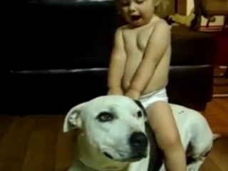 ویدئو :   بازی سگ ها و بچه ها