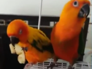 ویدئو : طوطی های بامزه