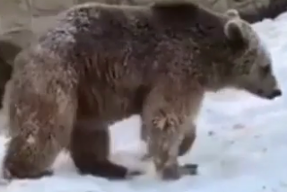 ویدئو :   ذوق زدگی توله خرس ارم از برف