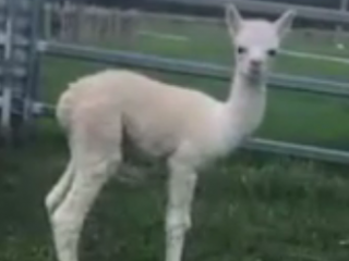 ویدئو :   شتر هم انقدر دوست داشتنی؟؟؟؟؟!!!