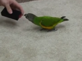 ویدئو :  نحوه آموزش به طوطی