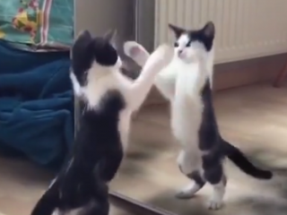 ویدئو : کلیپ های خنده دار